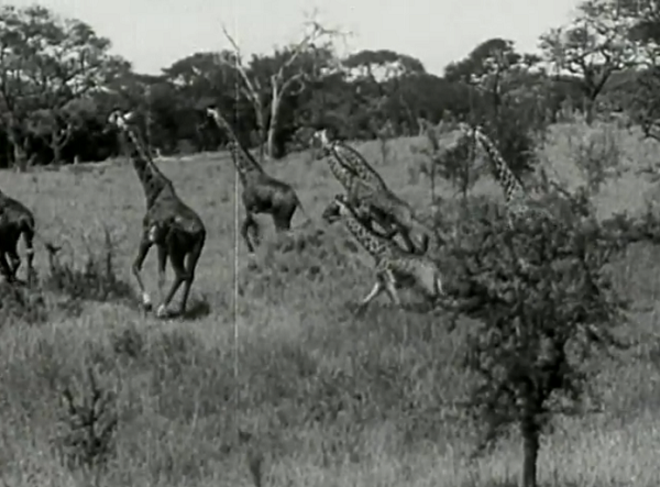 Definitely one of those films which reminds me of just how goofy giraffes look, especially when they're running.