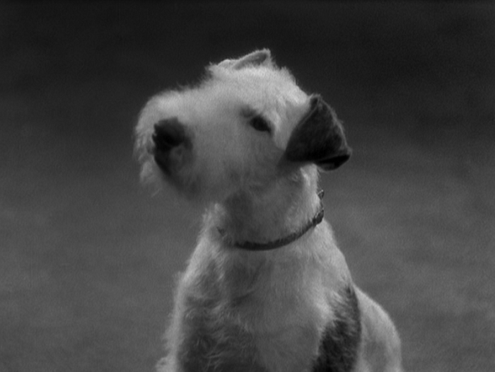 Pre-Code dog alert: Joan has this beautiful wire terrier for a scene. 