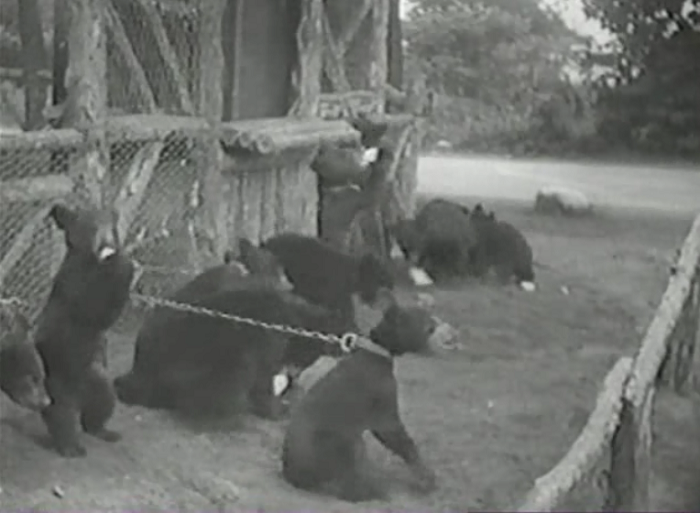 This movie is instructional in terms of zoos of the 1930s in that it was apparently a-okay to chain baby bears up and just throw bottles of milk at them. 