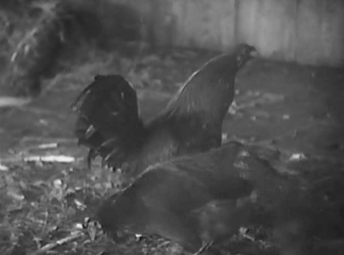 There's also this shot of a rooster from shortly before the rape scene, which means that they at least got away with showing a cock in the movie. 
