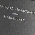 The Gay Diplomat 1931
