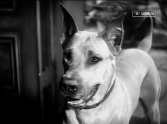 Pre-Code Dog Watch: Good boy! 